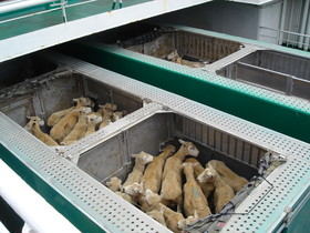 Ferry to Picton: sheep transporter
