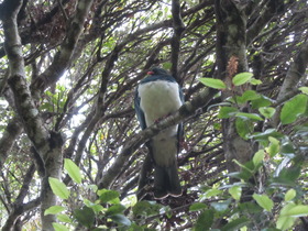 NZ Wood Pigeon (kereru) at Pancake Rocks