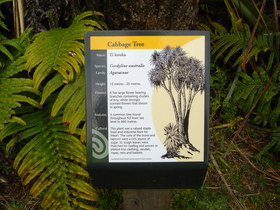 Information about the cabbage tree