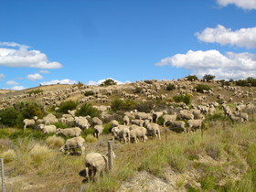 Sheep on the Otago Central Rail Trail