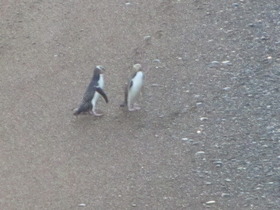 Oamaru: yellow-eyed penguins at Bushy Beach
