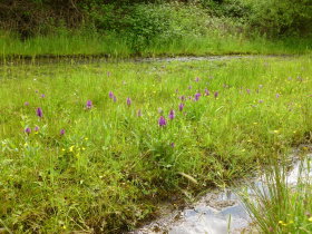 Orchids on the Longendale Trail
