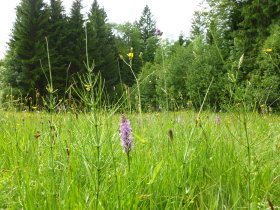 A Meadow full of Orchids<br> Eine Wiese voll von Orchideen