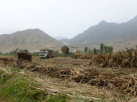 Returning from Caral: Sugar Cane being harvested