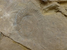 On the Hike back from Gocta Falls<br>Fossils in the Wall of a Cottage
