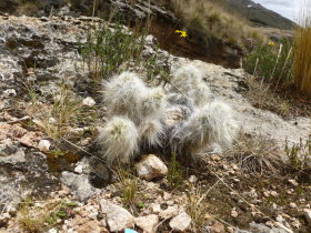 Huancavelica: an odd cactus at the Seccsachaca Mineral Springs