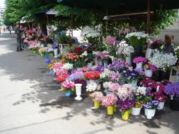 Flower stall in Riga