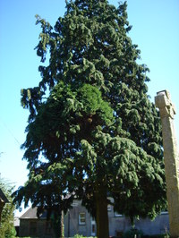 Conifer with parasite, Holsworthy